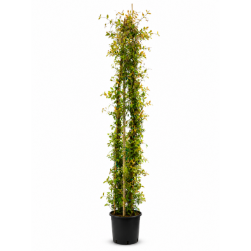 Jasmin étoilé - cont. 9,5lt - 150/175cm (Rhyncospermum jasminoides)