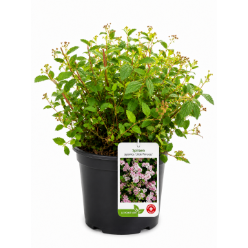 Sureau 'Black Beauty' - cont. 9.5l (Sambucus nigra)