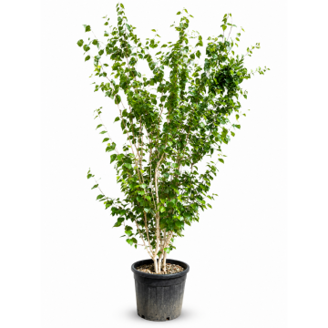 Betula utilis (Bouleau de l´Himalaya) ´Jacquemontii´ 2 troncs - 300/350 cm - cont. 90 litres