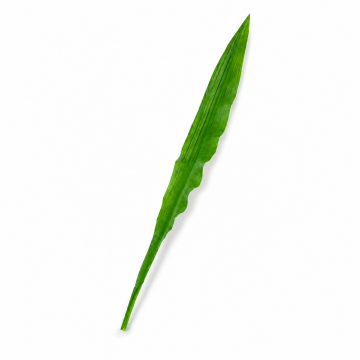 Feuille de gymea, artificiel - vert