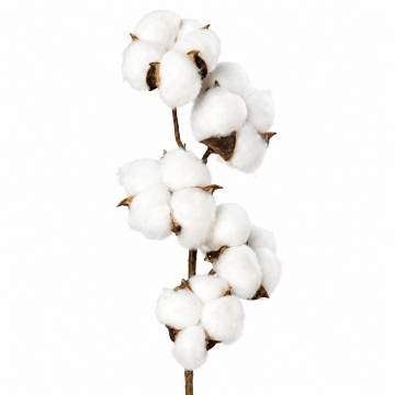 Branche de coton 49cm