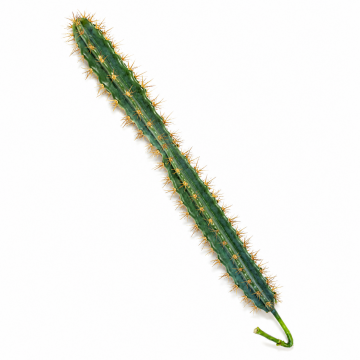 Branche artificiel de cactus