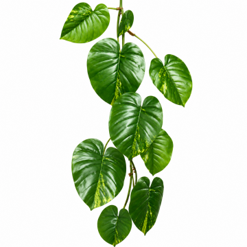 Pothos artificiel en guirlande, longueur 180cm