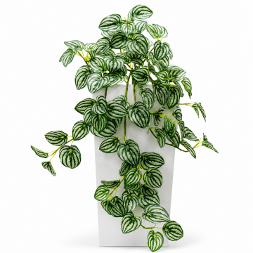 Peperomia watermelon artificiel, 71 cm