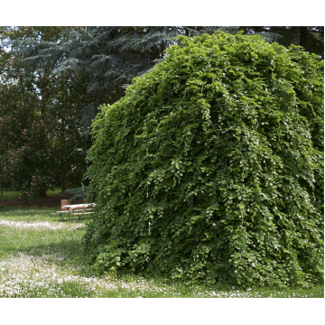 Fagus sylvatica (Hêtre commun) ´Pendula´ 500/600 cm - cont. 230 à 300 litres