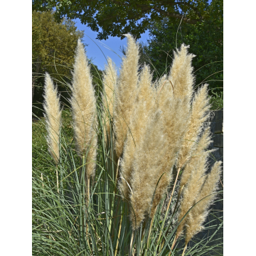 Herbe de la Pampa 'Pumila' - cont. 9.5l (Cortaderia selloana)