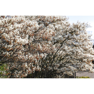 Amélanchier de Lamarck - cont. 9.5l - 100/125cm (Amelanchier lamarckii)