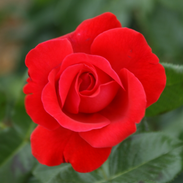Rosier buisson 'Magali®' - cont. 6l (Rosa x hybrida)