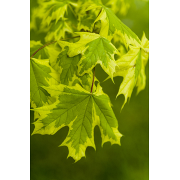 Acer platanoides (Erable Plane) ´Drummondii´ tronc 12/14 cm - cont. 55 litres