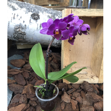 Phalaenopsis Mini Violet
