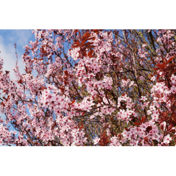 Prunus cerasifera (Prunier à feuilles pourpres) ´Nigra´