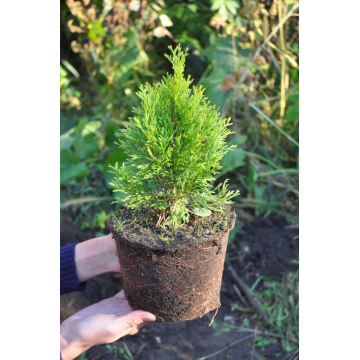 Thuja occidentalis (Thuya Occidental) ´Smaragd´ 125/150 cm - cont. 30 à 35 litres