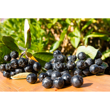 Aronia prunifolia (Aronie à fruits noirs) ´Viking´