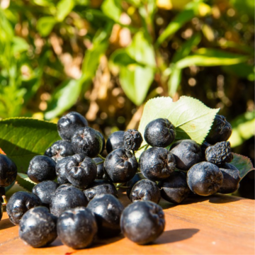 Aronia prunifolia (Aronie à fruits noirs) ´Viking´
