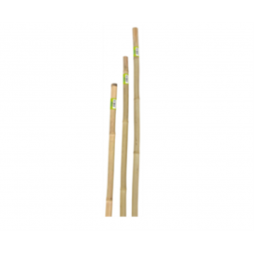 Tuteurs en bambou 240 cm