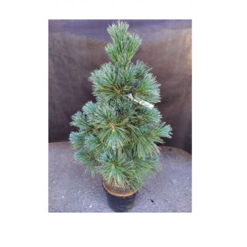 Pinus flexilis ´Vanderwolf´s Pyramid´