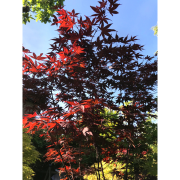 Acer palmatum (Erable du Japon) ´Atropurpureum´