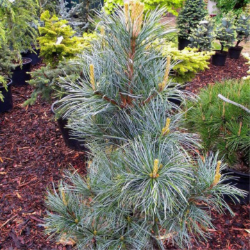 Pin blanc 'Silveray' - cont. 7.5l (Pinus koraiensis)
