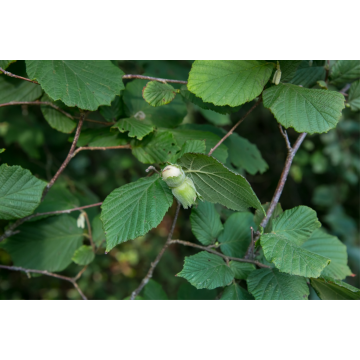 Noisetier 'Webb's Prize Cobb' - cont. 9.5l - 100/125cm (Corylus avellana)