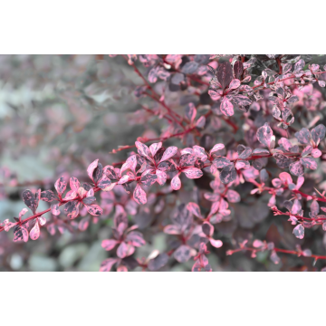 Epine-vinette 'Harlequin' - cont. 9.5l (Berberis thunbergii)