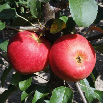 Pommier nain 'Garden Sun Red' - cont. 9.5l (Malus domestica)