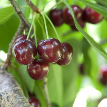 Prunus cerasus - Cerisier ´Durone Nero´ demi-tige