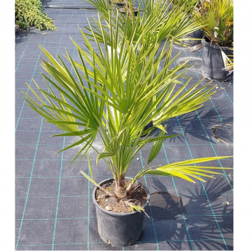 Chamaerops humilis (Palmier nain) 20/40 cm - cont. 35 litres