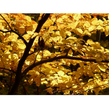 Fagus sylvatica (Hêtre commun) 200/250 cm - cont. 35 à 90 litres