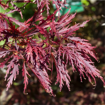 Erable du Japon 'Dissectum Garnet' - cont. 9.5l (Acer palmatum)