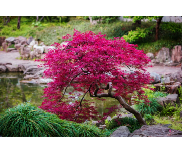 Acer palmatum (Erable du Japon) ´Dissectum Garnet´ demi-tige