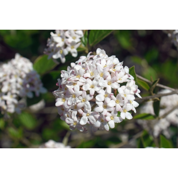 Viburnum burkwoodii (Viorne de Burkwood) ´Ann Russell´