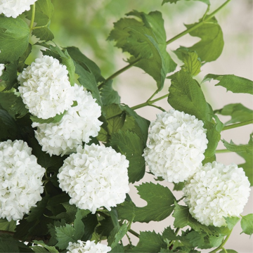 Viorne obier 'Roseum' - cont. 9.5l (Viburnum opulus)