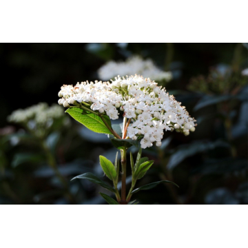 Viburnum tinus (Viorne tin) - cont. 9.5/15 litres
