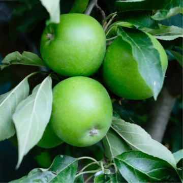 Pommier 'Granny Smith' - cont. 9.5l - basse-tige (Malus domestica)