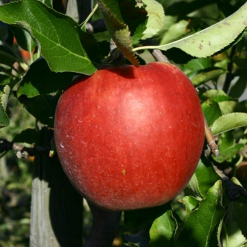 Pommier 'Jonagold' - cont. 9.5l - basse-tige (Malus domestica)