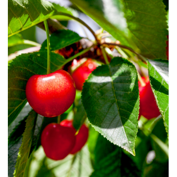 Prunus cerasus - Cerisier ´Bigarreau Napoléon´ demi-tige