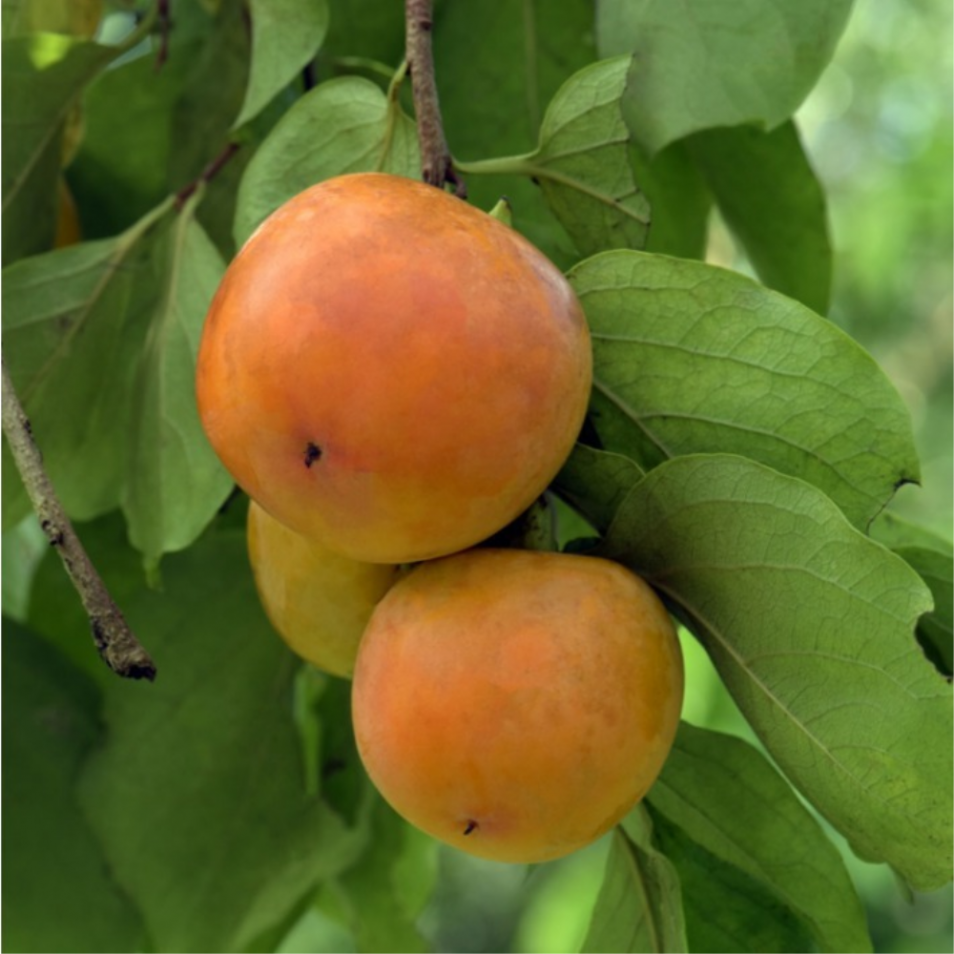 Plante De Kaki Tipo En Pot - Arbre Fruitier, Hauteur Max 200 Cm, Âge 3-4 Ans