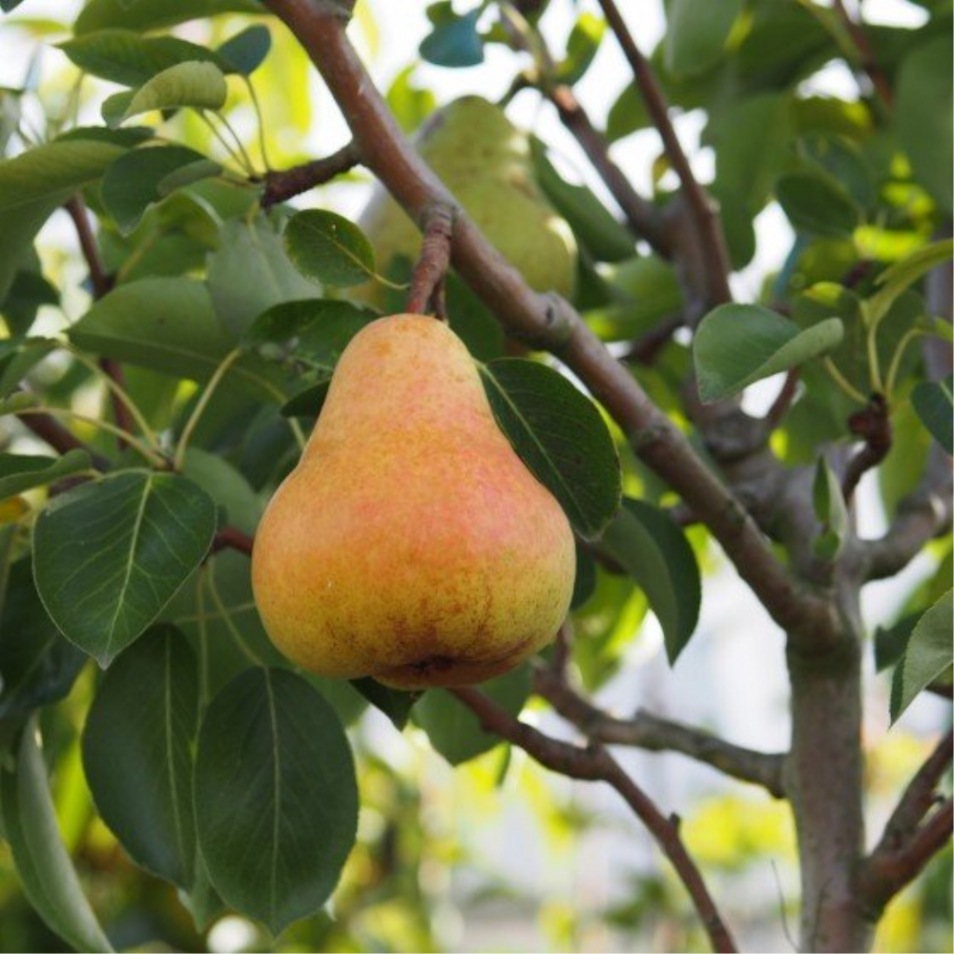 Arbres Fruitiers