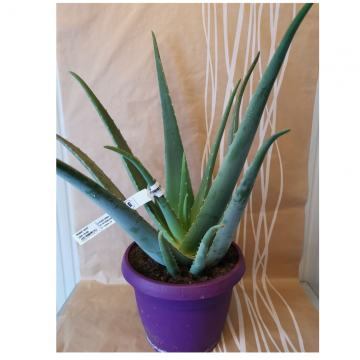 Aloe vera - 25 cm
