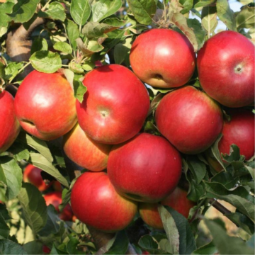 Pommier 'Idared' - cont. 9.5l - basse-tige (Malus domestica)