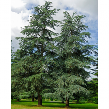 Cèdre bleu de l'Atlas - cont. 30l (Cedrus libani atlantica glauca)