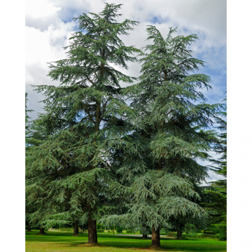 Cedrus atlantica 'Glauca' (C. libanii 'Glauca') (Cèdre bleu, Cèdre de l'Atlas)