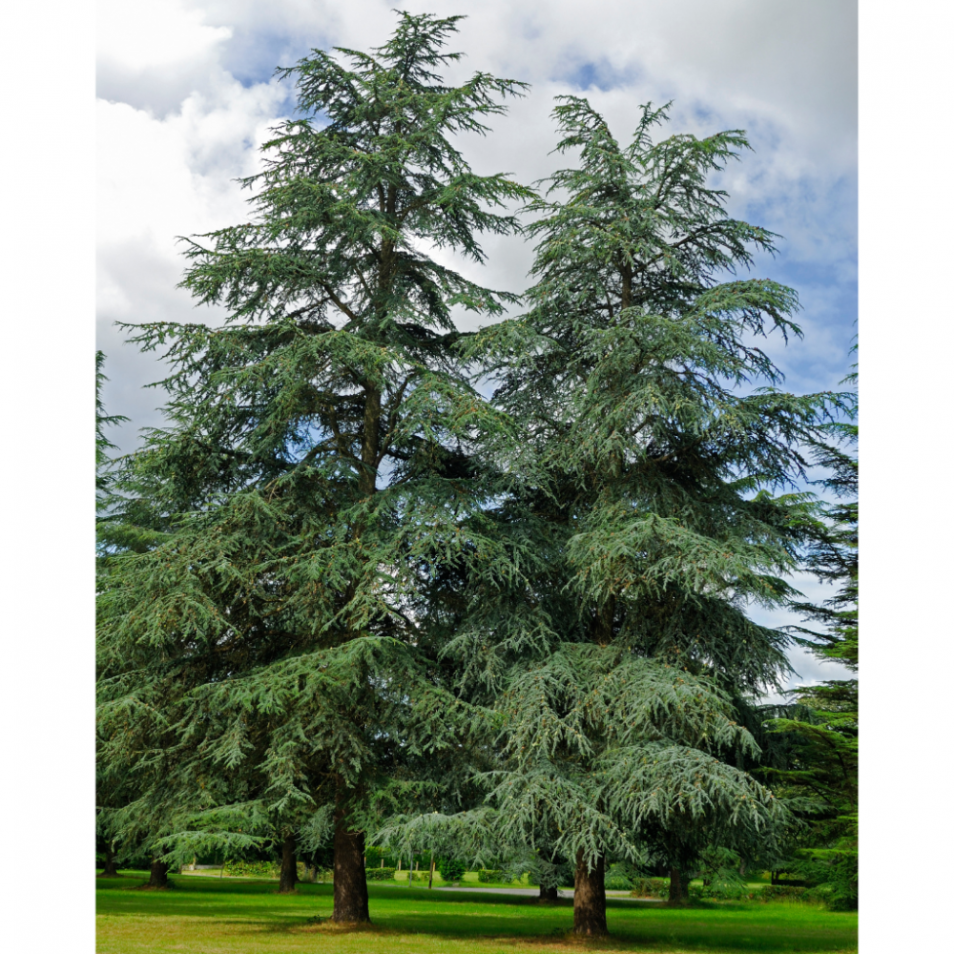 Cedrus atlantica ‘Glauca’ (C. libanii ‘Glauca’) (Cèdre bleu, Cèdre de l