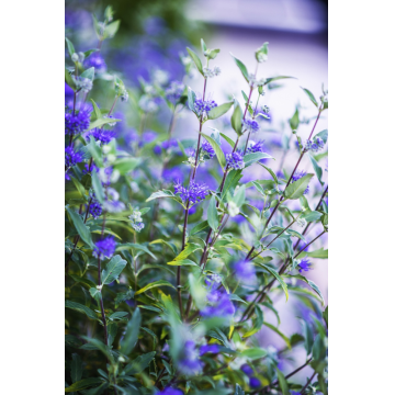 Caryopteris x clandonensis (Spirée bleue) ´Grand Blue®´