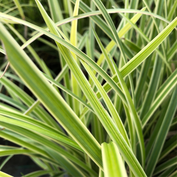 Laîche du Japon 'Ice Dance' - en pot de 14 cm (Carex morrowii)