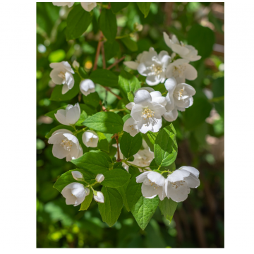 Seringat virginal - cont. 9.5l (Philadelphus virginalis)