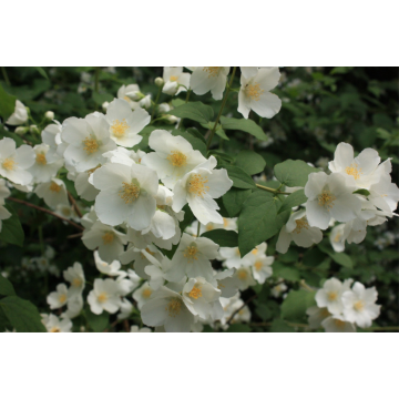 Seringat 'Belle Etoile' - cont. 9.5l (Philadelphus coronarius)