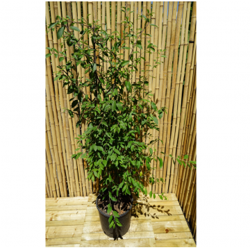 Prunellier - cont. 9.5l - 100/125cm (Prunus spinosa)