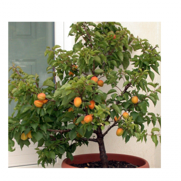Prunus armeniaca - Abricotier ´Garden Aprigold´ nain