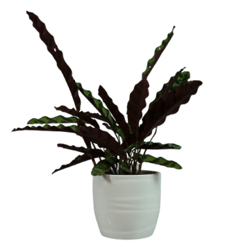 Cache-pot 69 Basel Full Color D19 / Blanc